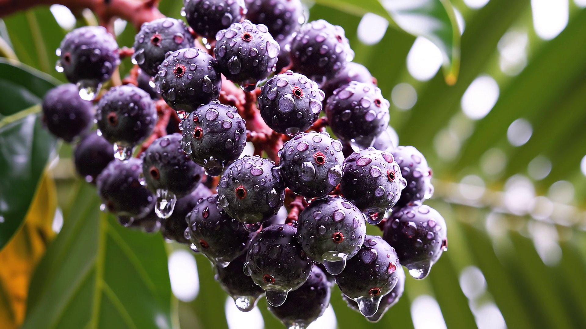 Le fruit
