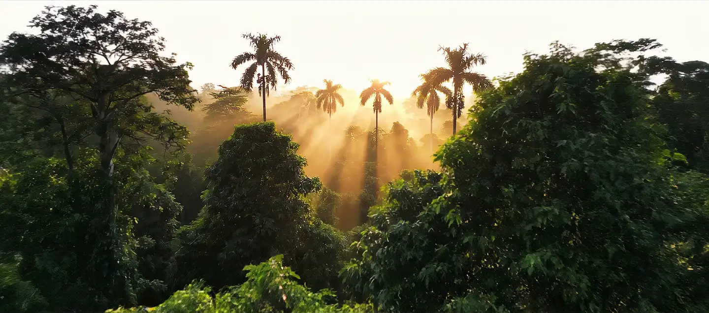 Forêt amazonienne — l'origine de l'açaí ZAYAMA™